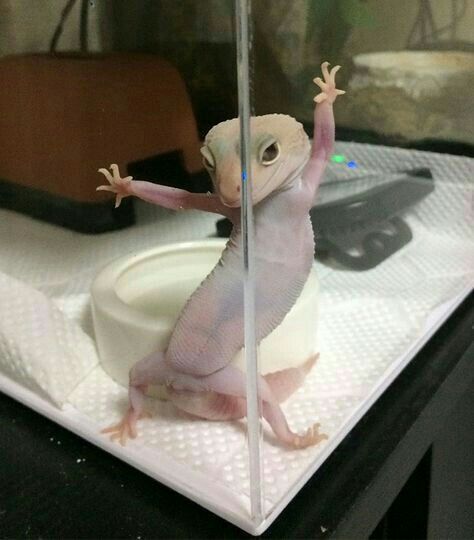 Lizard in Tank Blank Meme Template
