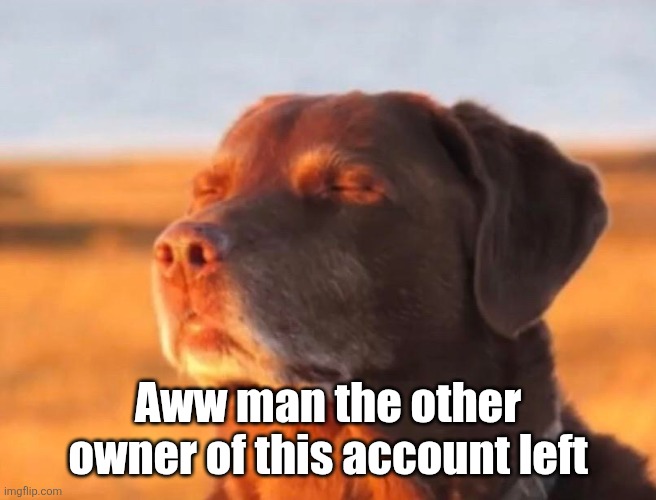Dog accepting fate | Aww man the other owner of this account left | image tagged in dog accepting fate | made w/ Imgflip meme maker