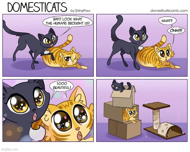 It never fails… | image tagged in cats,comics,domesticats,cat condo,boxes | made w/ Imgflip meme maker