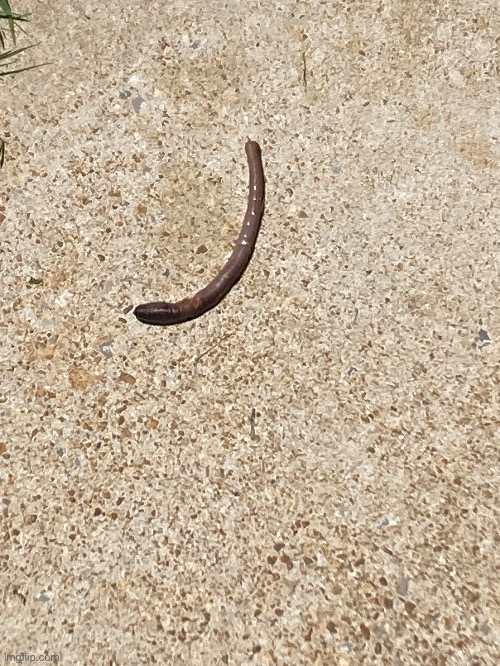 Big ass worm I found outside | made w/ Imgflip meme maker