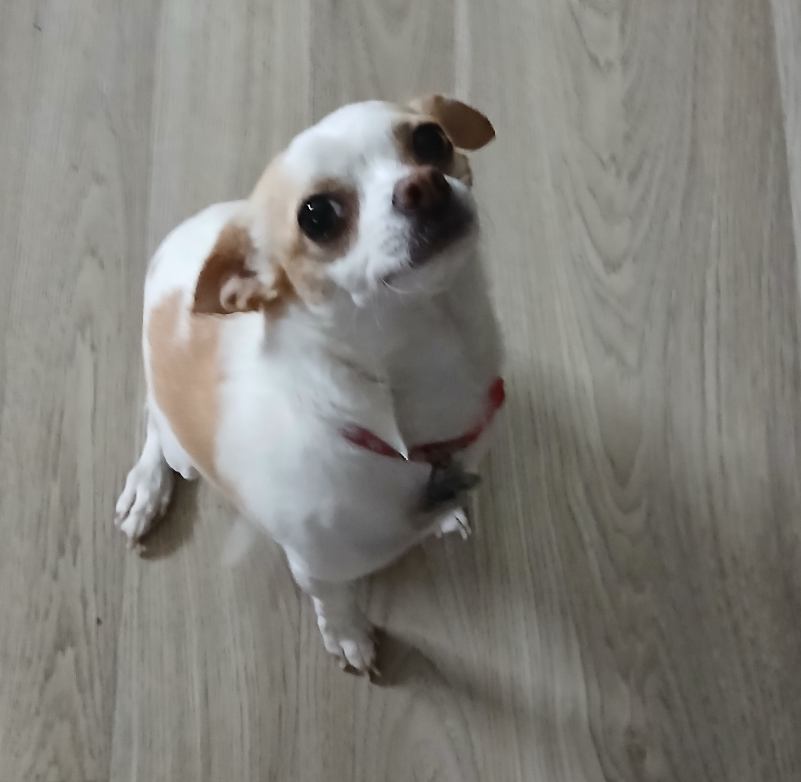 Chihuahua Blank Meme Template