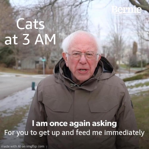 Bernie I Am Once Again Asking For Your Support | Cats at 3 AM; For you to get up and feed me immediately | image tagged in memes,bernie i am once again asking for your support | made w/ Imgflip meme maker