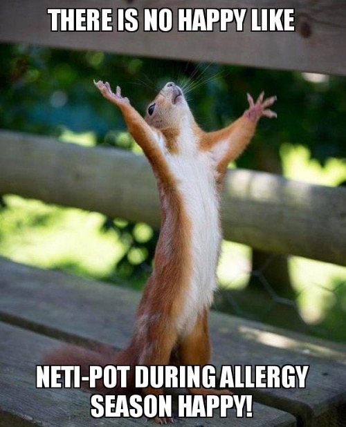 Relatable To Allergy Sufferers | image tagged in relatable memes,allergies,spring,funny,happy squirrel,neti pot | made w/ Imgflip meme maker