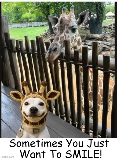 It's a Wonderful Life! | Sometimes You Just 
Want To SMILE! | image tagged in smile,doggy,style,funny giraffe,wholesome content,relatable | made w/ Imgflip meme maker
