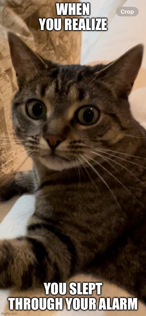 When You Realize You Slept Through Your Alarm | WHEN YOU REALIZE; YOU SLEPT THROUGH YOUR ALARM | image tagged in fun,memes,relatable,cats,funny cats,funny | made w/ Imgflip meme maker
