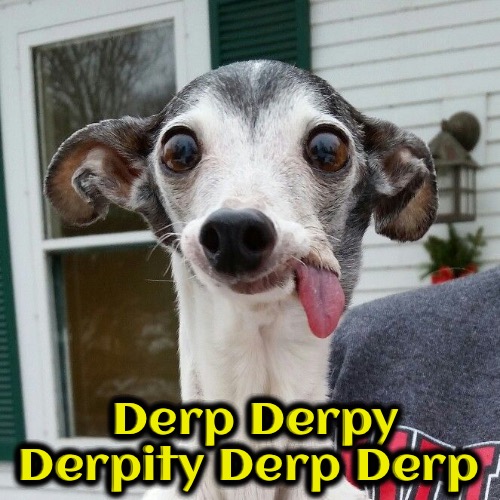 Derp Derpy Doggo | Derp Derpy Derpity Derp Derp | image tagged in dogs,funny dogs,derp,derpy,funny face,facial expressions | made w/ Imgflip meme maker