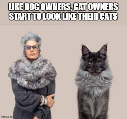 Cat and dog owners sometimes start to look like their pets.  - funny - | LIKE DOG OWNERS, CAT OWNERS START TO LOOK LIKE THEIR CATS | image tagged in funny,fun,cats,dogs,kitten,puppy | made w/ Imgflip meme maker