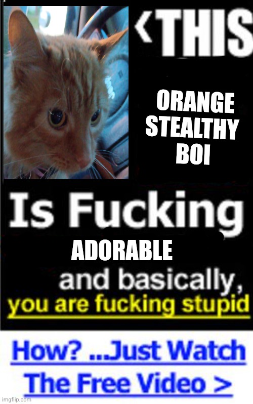 This ugly son of a meme | ORANGE 
STEALTHY 
BOI; ADORABLE | image tagged in this ugly son of a meme | made w/ Imgflip meme maker