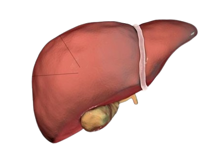 Liver go brrrrrr Blank Meme Template