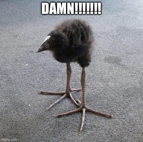 Pukeko chick | DAMN!!!!!!! | image tagged in pukeko chick | made w/ Imgflip meme maker