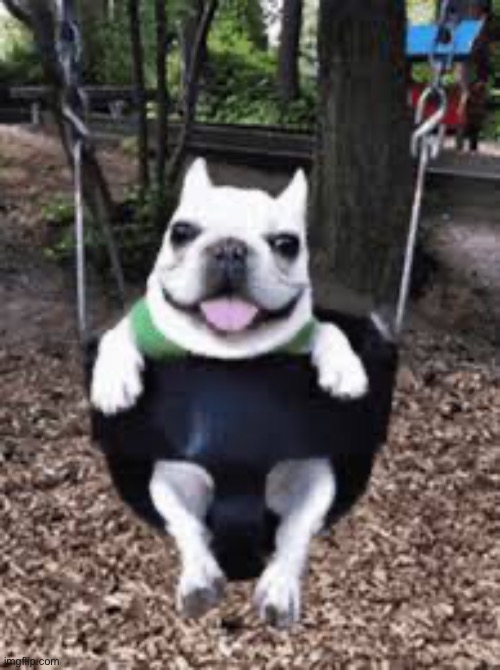 dog on swing | image tagged in dog on swing | made w/ Imgflip meme maker