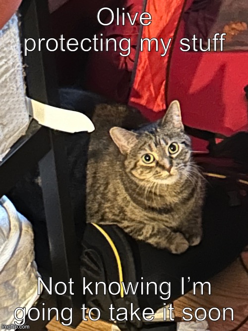 Another cat pic | Olive protecting my stuff; Not knowing I’m going to take it soon | made w/ Imgflip meme maker