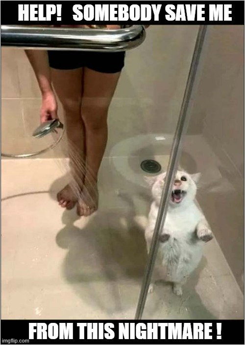 Tricked Into The Shower ! | HELP!   SOMEBODY SAVE ME; FROM THIS NIGHTMARE ! | image tagged in cats,shower,save me | made w/ Imgflip meme maker