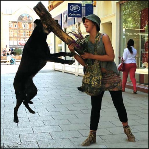 What's Going On Here ? | image tagged in dogs,plank,jumping,mystery | made w/ Imgflip meme maker