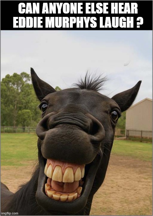 Donkey ! | CAN ANYONE ELSE HEAR EDDIE MURPHYS LAUGH ? | image tagged in donkey,eddie murphy,laughing,shrek | made w/ Imgflip meme maker