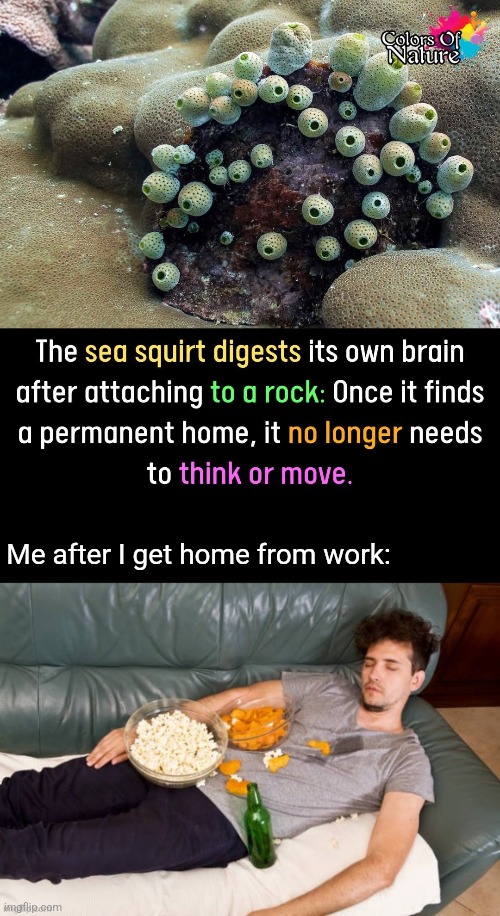 Land Squirt | Me after I get home from work: | image tagged in sea life,real life,brain,eating,creatures | made w/ Imgflip meme maker