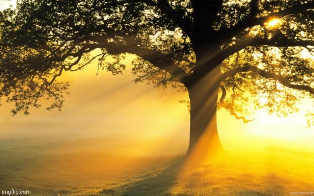 nature | image tagged in nature | made w/ Imgflip meme maker
