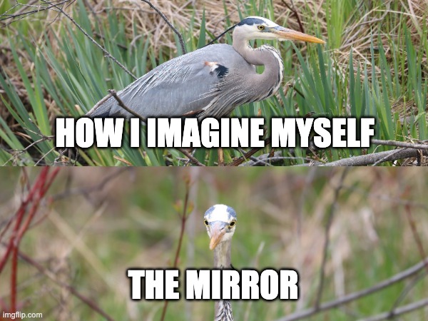 How I Imagine Myself Vs. The Mirror | HOW I IMAGINE MYSELF; THE MIRROR | image tagged in birds,mirror,ugly | made w/ Imgflip meme maker