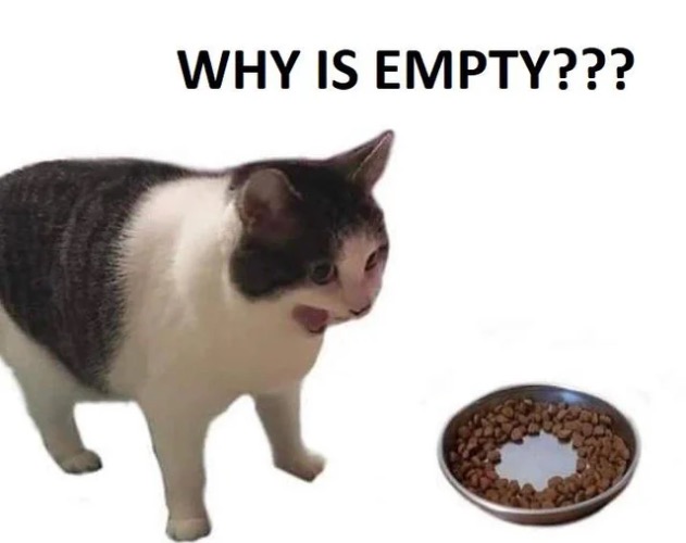 It's Empty | image tagged in cats,funny cats,cat logic,empty,food,panic | made w/ Imgflip meme maker