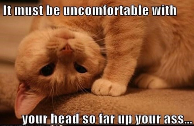 Head Up Ass | image tagged in cats,funny cat memes,head up ass,uncomfortable,insult,upside down | made w/ Imgflip meme maker