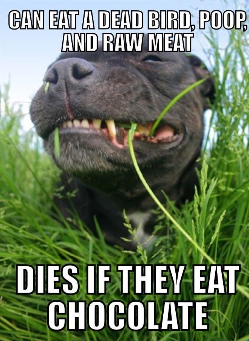 Chocolate Kills Them but none of that | image tagged in dogs,funny dogs,chocolate,death,poop,fun | made w/ Imgflip meme maker