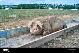 FAT PIG at TROUGH Blank Meme Template
