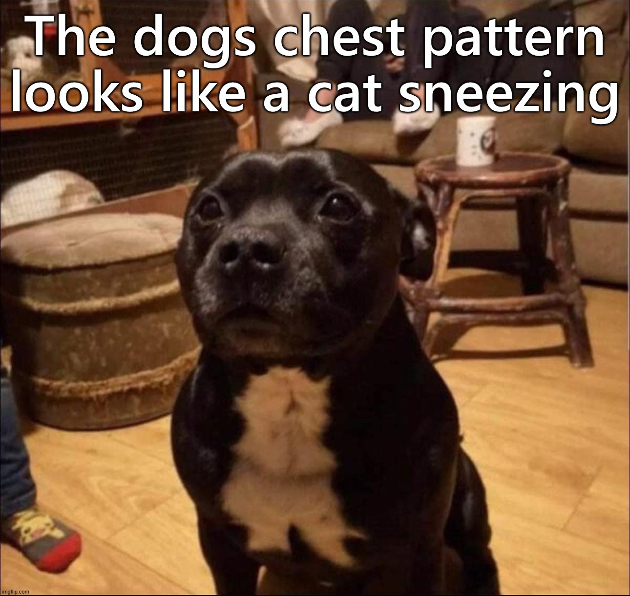 image tagged in dogs | made w/ Imgflip meme maker