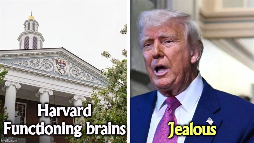Look at those eyes. Nobody home. | Harvard
Functioning brains; Jealous | image tagged in harvard,smart,trump,stupid,jealous | made w/ Imgflip meme maker
