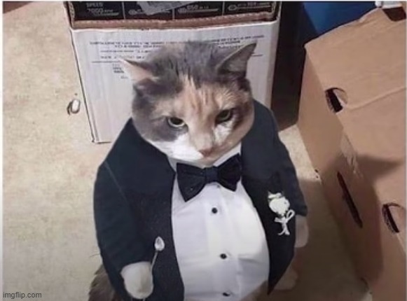 i never said anything | image tagged in fancy cat | made w/ Imgflip meme maker