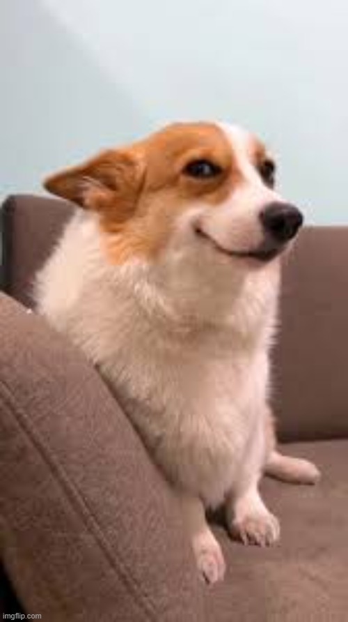 sly smiling dog | image tagged in sly smiling dog | made w/ Imgflip meme maker