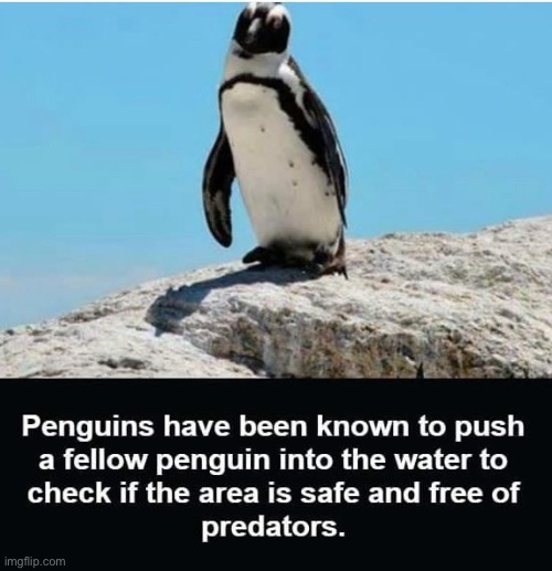 Penguins | image tagged in penguins,predators | made w/ Imgflip meme maker