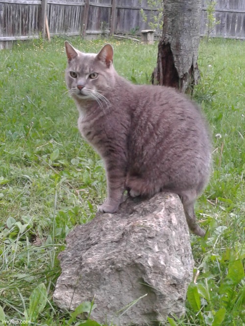 A very good boy | made w/ Imgflip meme maker