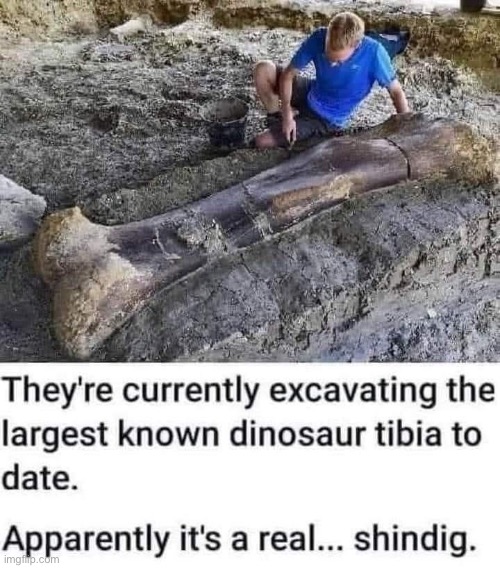Tibia | image tagged in tibia,shin,dig,archeology | made w/ Imgflip meme maker