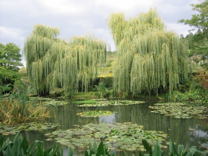 Weeping Willows | image tagged in trees,green,beautiful nature,beautiful,scenery,landscapes | made w/ Imgflip meme maker