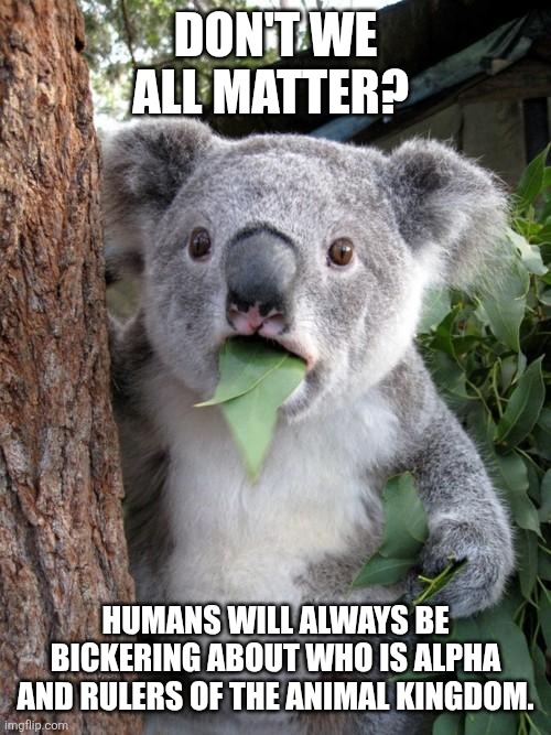 Surprised Koala Meme | DON'T WE ALL MATTER? HUMANS WILL ALWAYS BE BICKERING ABOUT WHO IS ALPHA AND RULERS OF THE ANIMAL KINGDOM. | image tagged in memes,surprised koala | made w/ Imgflip meme maker