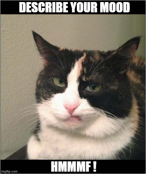 Facial Expressions ! | DESCRIBE YOUR MOOD; HMMMF ! | image tagged in cats,facial expressions | made w/ Imgflip meme maker