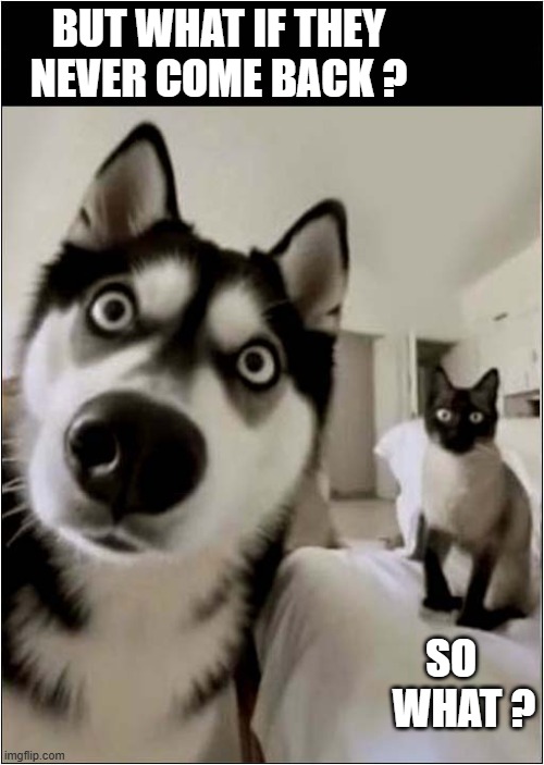 Five Minutes After You Leave The House ... | BUT WHAT IF THEY NEVER COME BACK ? SO    WHAT ? | image tagged in dogs,desertion,cat,doesn't care | made w/ Imgflip meme maker