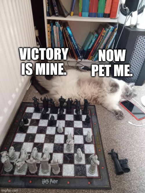 Cat in front of Chess board | NOW PET ME. VICTORY IS MINE. | image tagged in cat in front of chess board | made w/ Imgflip meme maker