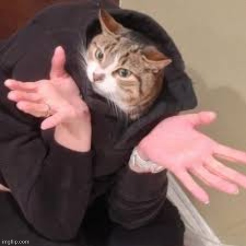 shrugging cat | image tagged in shrugging cat | made w/ Imgflip meme maker