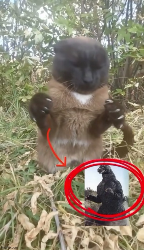 image tagged in memes,shitpost,cat,oh wow are you actually reading these tags | made w/ Imgflip meme maker