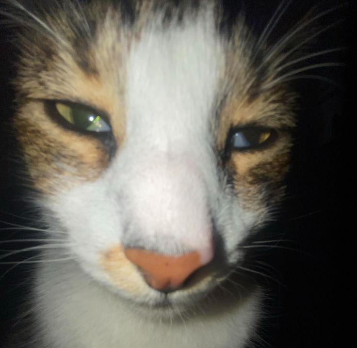 Blank staring cat Blank Meme Template