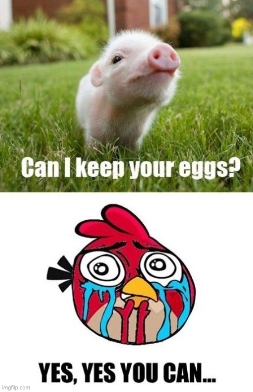 image tagged in memes,funny,angry birds,pig,cute,oh wow are you actually reading these tags | made w/ Imgflip meme maker