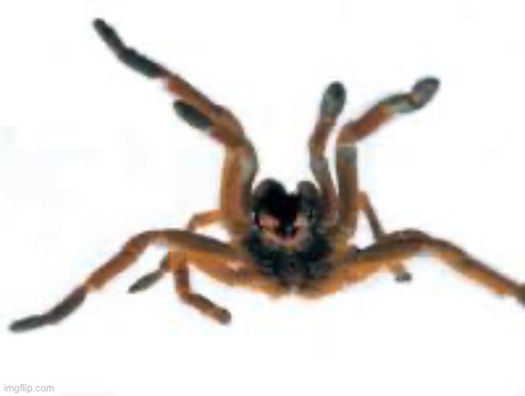 HAPPY TARANTULA | image tagged in happy tarantula | made w/ Imgflip meme maker