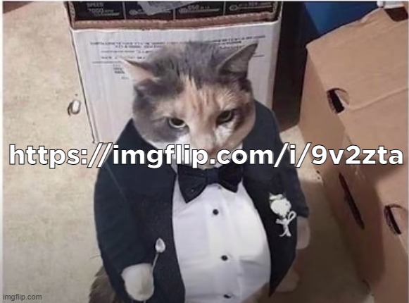 Fancy Cat | https://imgflip.com/i/9v2zta | image tagged in fancy cat | made w/ Imgflip meme maker