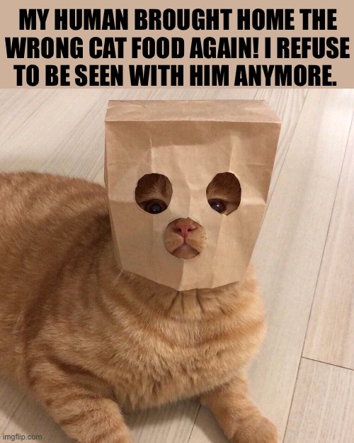 Monty is a very picky cat… | MY HUMAN BROUGHT HOME THE WRONG CAT FOOD AGAIN! I REFUSE TO BE SEEN WITH HIM ANYMORE. | image tagged in cats,bag on head,wrong food | made w/ Imgflip meme maker