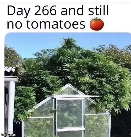 I’m not sure those are tomatoes… | image tagged in memes,funny,weed,tomatoes,greenhouse | made w/ Imgflip meme maker