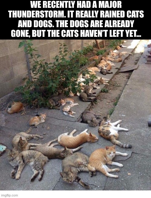 It was literally a “flood of cats”… | WE RECENTLY HAD A MAJOR THUNDERSTORM. IT REALLY RAINED CATS AND DOGS. THE DOGS ARE ALREADY GONE, BUT THE CATS HAVEN’T LEFT YET… | image tagged in cats,raining cats and dogs | made w/ Imgflip meme maker