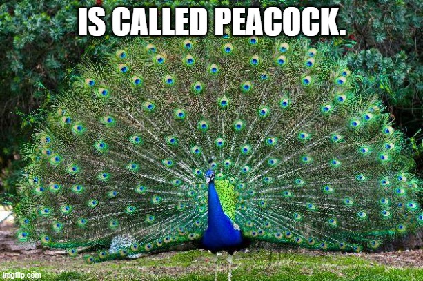 Peacock | IS CALLED PEACOCK. | image tagged in peacock | made w/ Imgflip meme maker