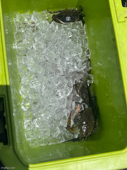 I caught 6 crabs today some of them are under the ice | made w/ Imgflip meme maker