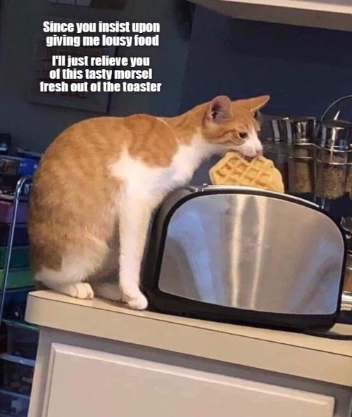 Brazen Thief | image tagged in cats,funny cats,thief,stealing,waffles,brazen | made w/ Imgflip meme maker